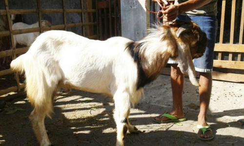 kambing aqiqah