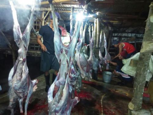 sembelih kambing aqiqah